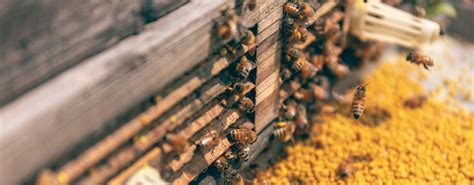 淳安枫树岭上迎来“蜂”起云涌 数字化生态蜂业有效促农惠农--中国网|浙江淳安