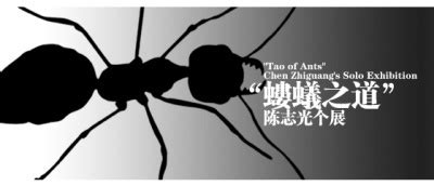 蚂蚁群是以蚁后为尊的，那如果蚁后死了，会怎么样呢？_凤凰网