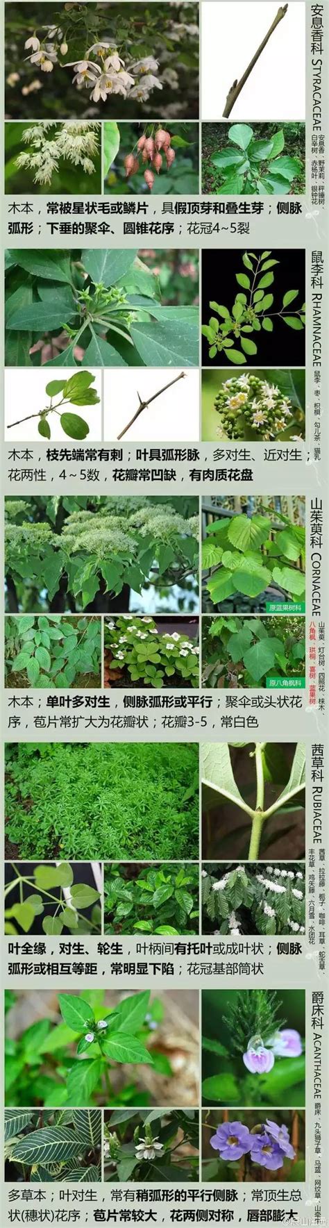 植物形态图解_www.isenlin.cn