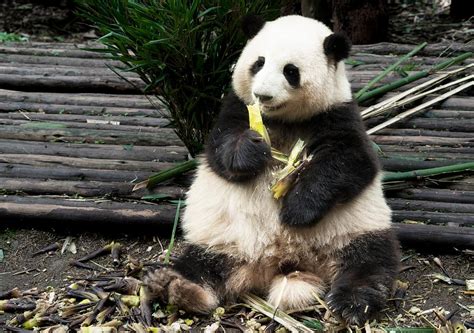 Niedlicher Panda Hua Hua wird zum Publikumsmagneten in Chengdu