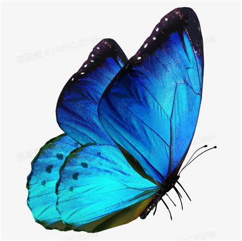 蓝色蝴蝶实物高清免抠元素图片免费下载_PNG素材_编号z2ri9r043_图精灵