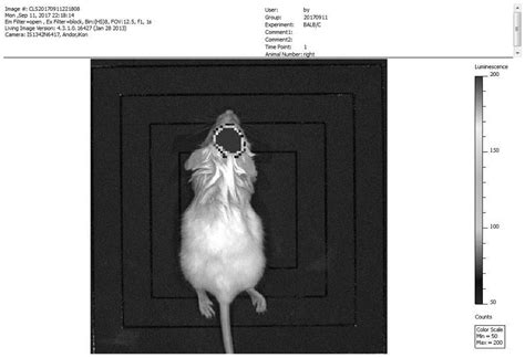 裸鼠HepG2细胞皮下成瘤与肝内成瘤的实验研究 - 动物建模 - 武汉云克隆科技股份有限公司官方网站