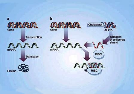 RNAi法分析广东虫草热激蛋白40 CgDnaJ05 基因功能