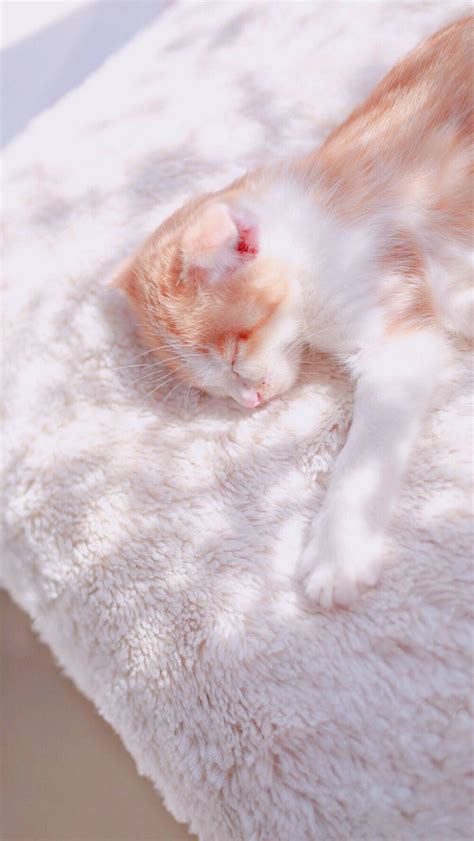 白色非主流猫头像