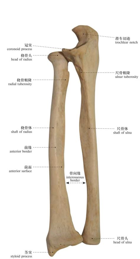尺骨桡骨解剖图图片