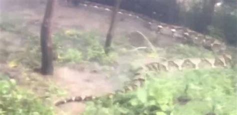 昌江海岸警察及时救助被鱼网缠住的蟒蛇 - 蟒蛇科普