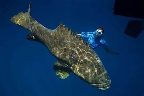 世界十大巨型淡水鱼排名，喀纳斯湖15米巨型哲罗鲑最大 - 我要新鲜事