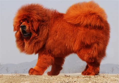 世界三大最凶悍的狗，藏獒只排第3位，比特犬数分钟咬死藏獒！（1）_藏獒_世界