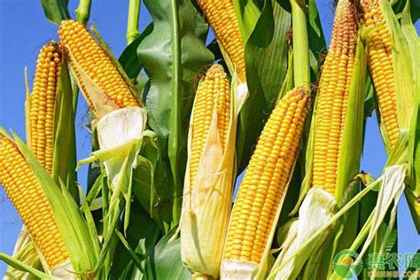 各地玉米最新价格（01.16）|玉米|玉米收购价|挂牌_新浪新闻