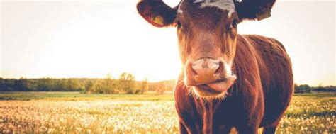 牛为什么被称为反刍动物 牛被称为反刍动物的原因_知秀网
