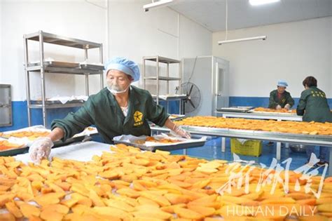 关注|东安“云妹子”将小红薯做成大产业 - 新湖南客户端 - 新湖南