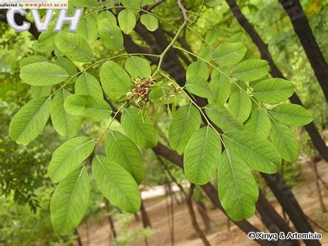 黄檀Dalbergia hupeana Hance_植物图片库_植物通
