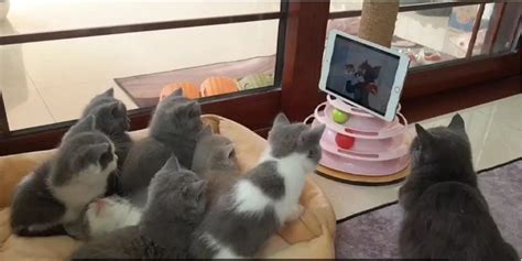 猫咪为什么会看电视？真正的原因是猫眼