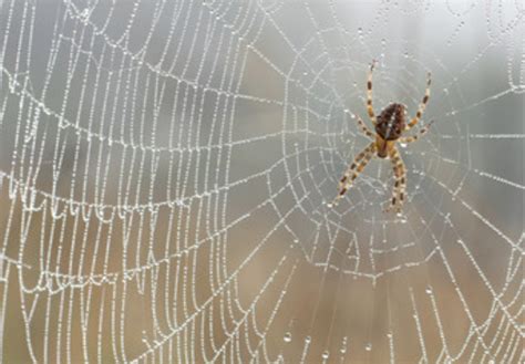梦见蜘蛛网是什么意思 梦见蜘蛛网有什么预兆 - 万年历