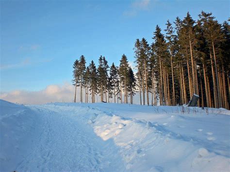 UE4非常写实的一套丛林雪地写实场景源文件ForestCollection - UE虚幻引擎 - 微妙网wmiao.com