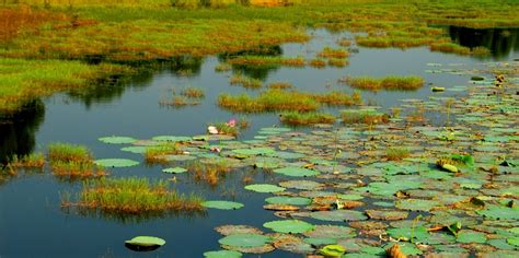 中国最美的湿地公园——浙江杭州西溪国家湿地公园|西溪国家湿地公园|西溪|浙江_新浪新闻