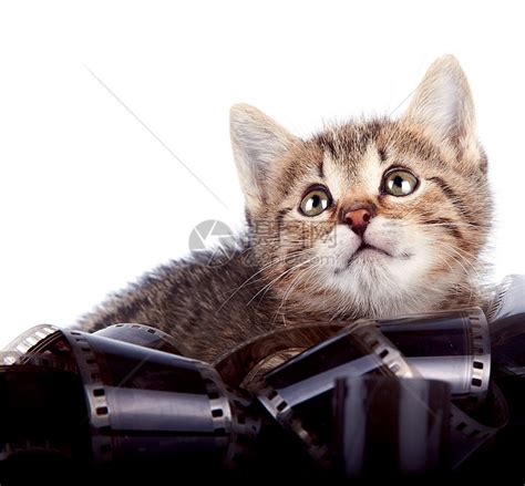 小猫一家的幸福生活,堆城堡!_腾讯视频