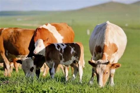 中国十大优良牛品种，延边牛上榜，第五毛色较为少见(2)_排行榜123网