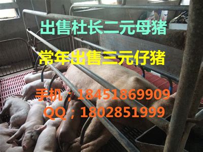 永年县最新三元猪出售_今日最新小猪价格_江苏苏太猪养殖场