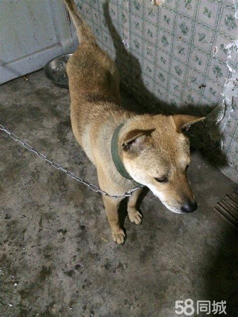藏在大山当中的土猎狗：广西土猎犬，被忽视的好狗_猎物