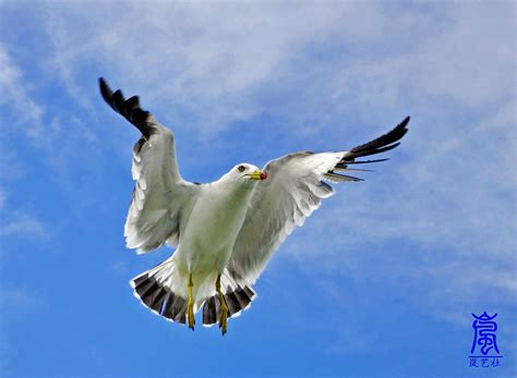 飞鸟鸟群动物素材图片免费下载-千库网