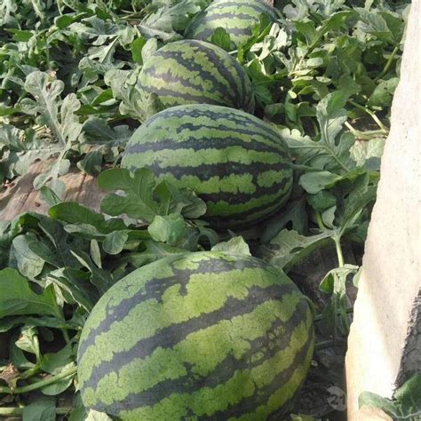 甘美4k无籽西瓜农家自种自然成熟小皮薄西瓜水果非8424麒麟西瓜子-阿里巴巴