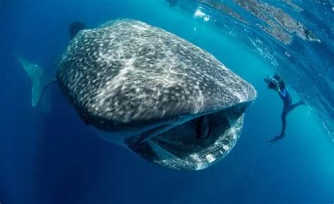 地球上最大的鱼类-鲸鲨
