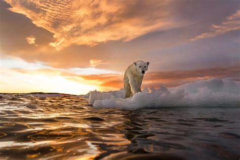 北极熊 冰 北极 白 冷 户外 自然 野生动物 海 水图片免费下载 - 觅知网