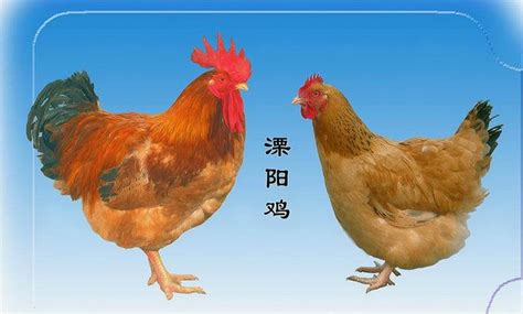 关于鸡的分类都有哪一些？__凤凰网