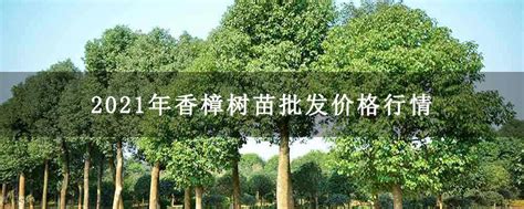 2021年香樟树苗批发价格行情-行情分析-中国花木网