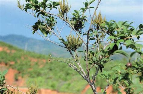 油茶栗寄生-油茶病虫害诊断与防治-图片