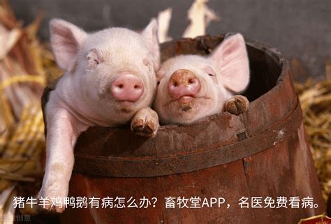 教你如何挑选后备母猪_图片教学_技术推广_河南畜牧兽医信息网