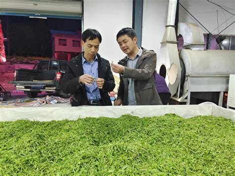 实现茶农、茶企、茶商共赢！湄潭县成立茶叶高质量加工暨出口贸易联合体 - 当代先锋网 - 要闻