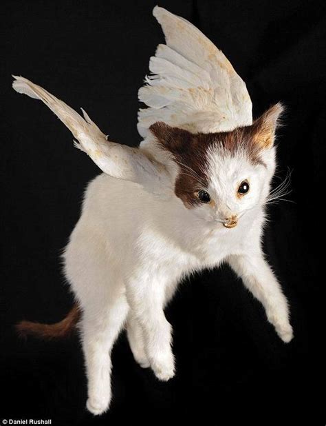 天使猫真的存在？！天使猫会飞吗？_爱喵咪,爱生活
