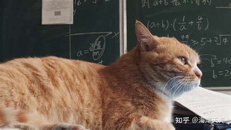 天光海岸 的想法: 上课时一只大猫突然到你的桌前挡着该怎么… - 知乎