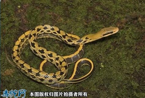 【世界上最大的菜花蛇图片】_蛇的图片_毒蛇网