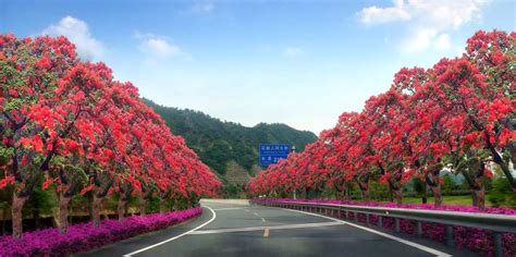 四川攀枝花市居然是因花得名，那么攀枝花是什么花？你很可能见过_木棉花
