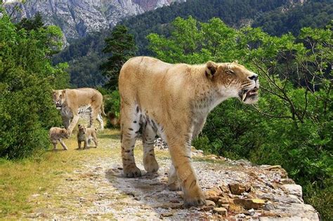 盘点10种最强大的史前猫科动物，洞狮仅排第7，多数能秒杀东北虎_剑齿虎_猎物_猎豹