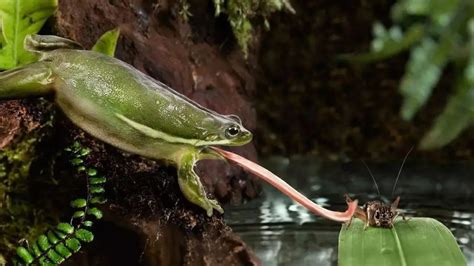 猎物还没反应过来就进入嘴里，0.07秒，知道青蛙舌头有多厉害吗？