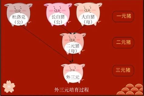 生猪期货上市了 带你来了解猪的历史和生产周期-中信建投期货上海