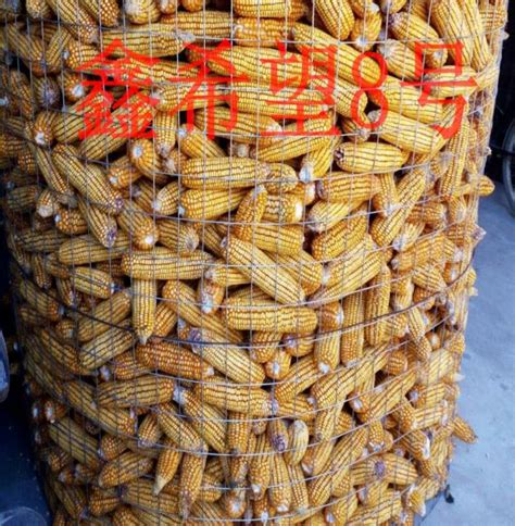 [玉米种子批发]中国好种子、全新国审五紫六抗、高产抗病、品种美联5931。价格90元/袋 - 惠农网