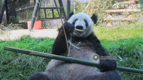 大熊猫“丫丫”最新吃播视频来啦！吃新鲜竹子好香甜！-笑奇网