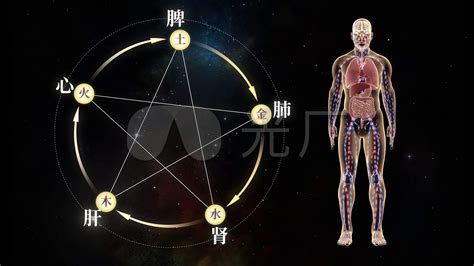 身体结构图五脏六腑肾的位置(2)_配图网