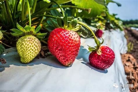 草莓怎么种？一份完整的草莓栽培管理方案送给你，建议收藏 - 知乎