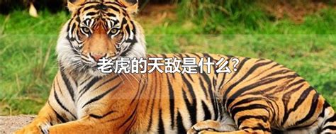 老虎的天敌是什么动物 老虎的天敌是什么生肖 - 长跑生活