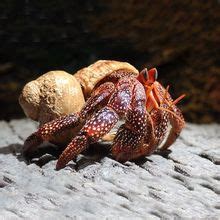 活体宠物螃蟹红螯相手蟹将军观赏蟹吃虫除藻淡水鱼缸爬行底栖动物-淘宝网