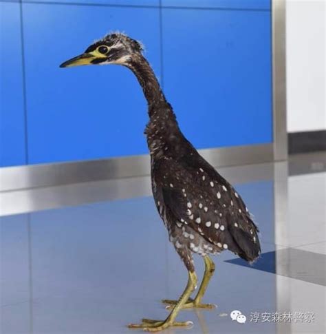 千岛湖发现“最神秘的鸟” 鸟名你可能还念不出来-新闻中心-中国宁波网