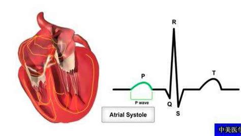 心脏传导系统及其与心电图的关系