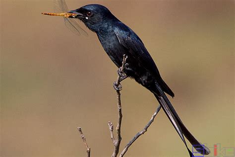 西溪湿地鸟类科普：二十八期黑尾蜡嘴雀 - 中国自然保护区生物标本资源共享平台