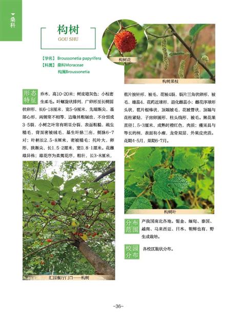 校园木本植物图录/三角槭-青岛大学后勤管理处